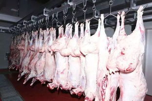 木垒县首批 美之羡 有机牛羊肉精深加工生产线投产运行